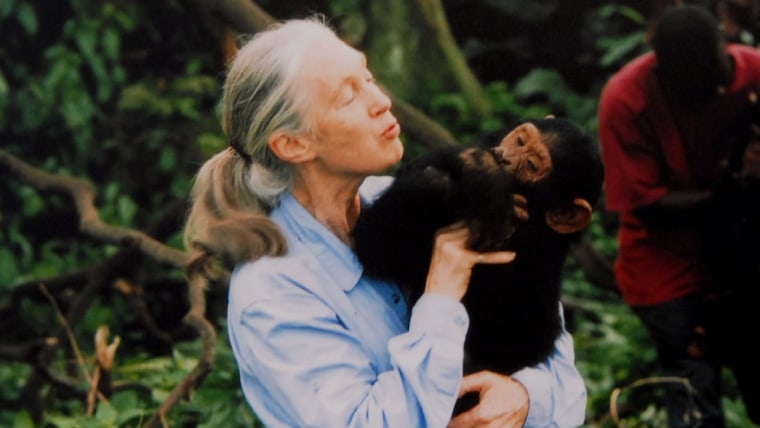 Renowned chimpanzee researcher dead at 91